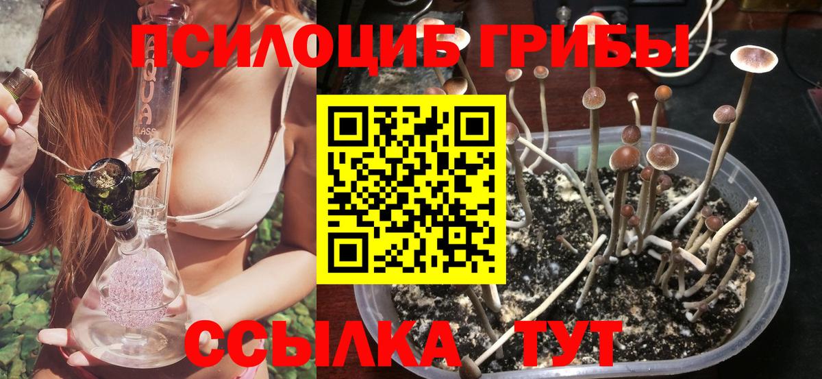 Псилоцибиновые грибы Psilocybe Владивосток